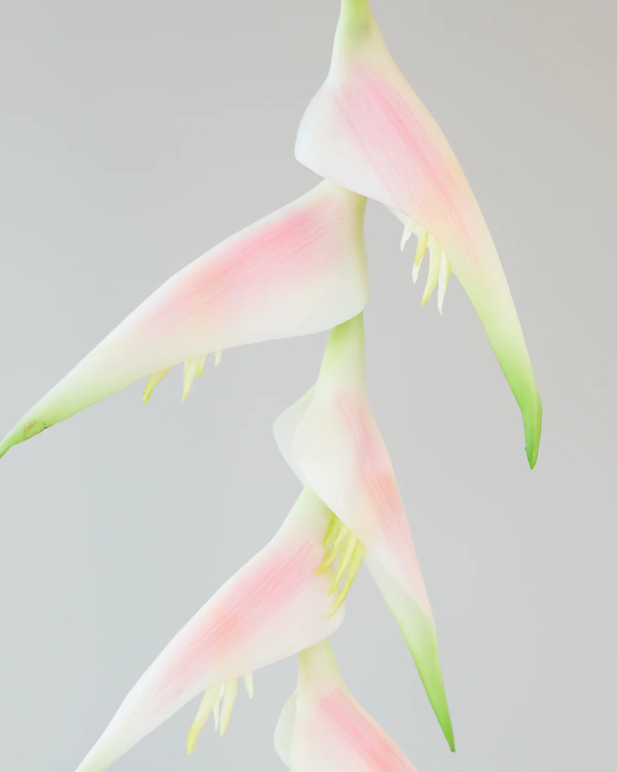 HANGING HELICONIA STEM LIGHT PINK/SUNSET 96CM
