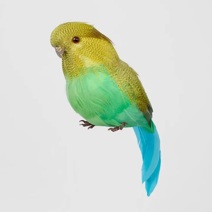 GLITTER BEAK BUDGIE GREEN
