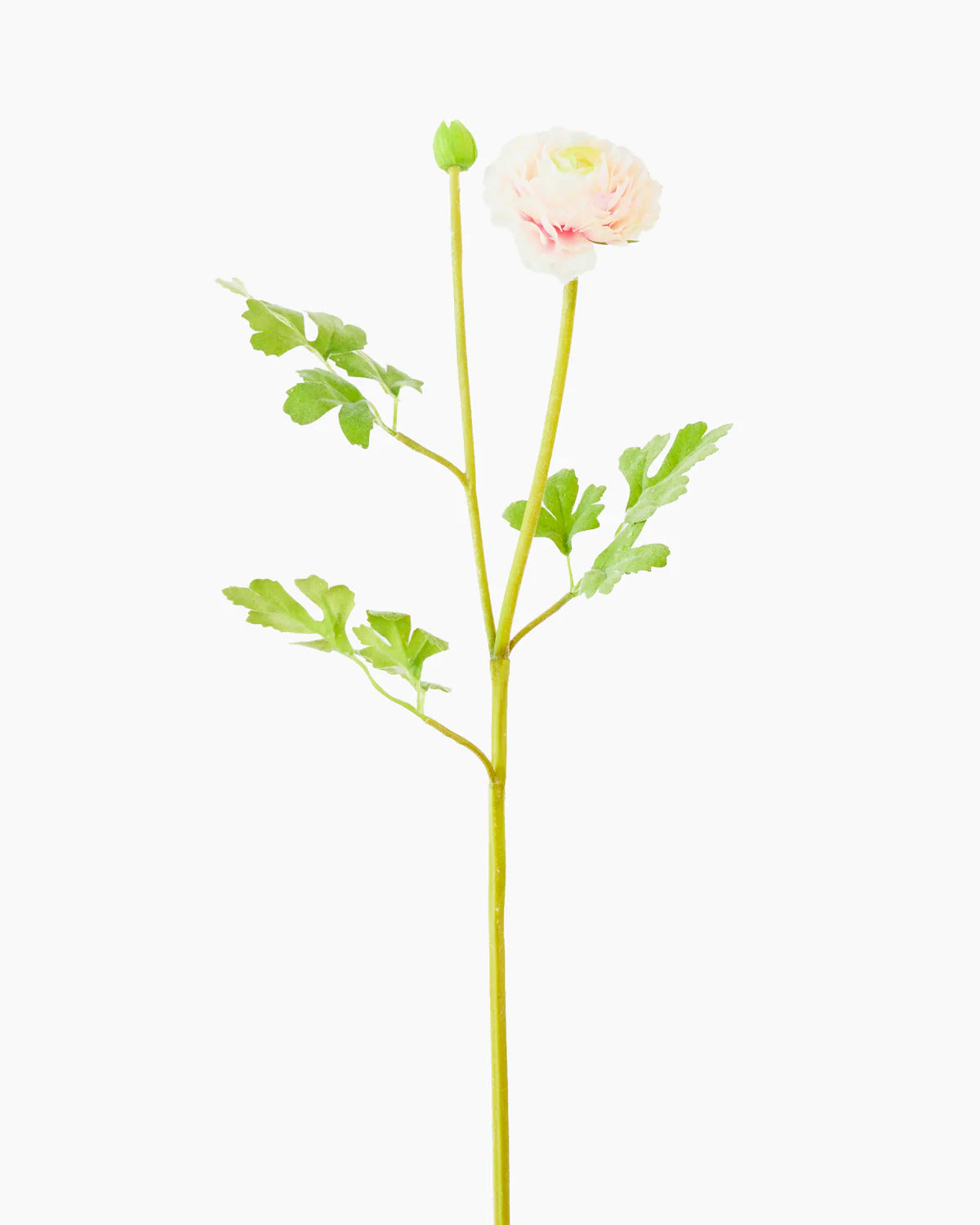 RANUNCULUS SPRAY 56cm ( 4 assorted colours)