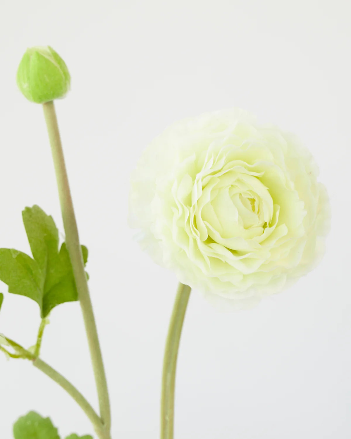 RANUNCULUS SPRAY 56cm ( 4 assorted colours)