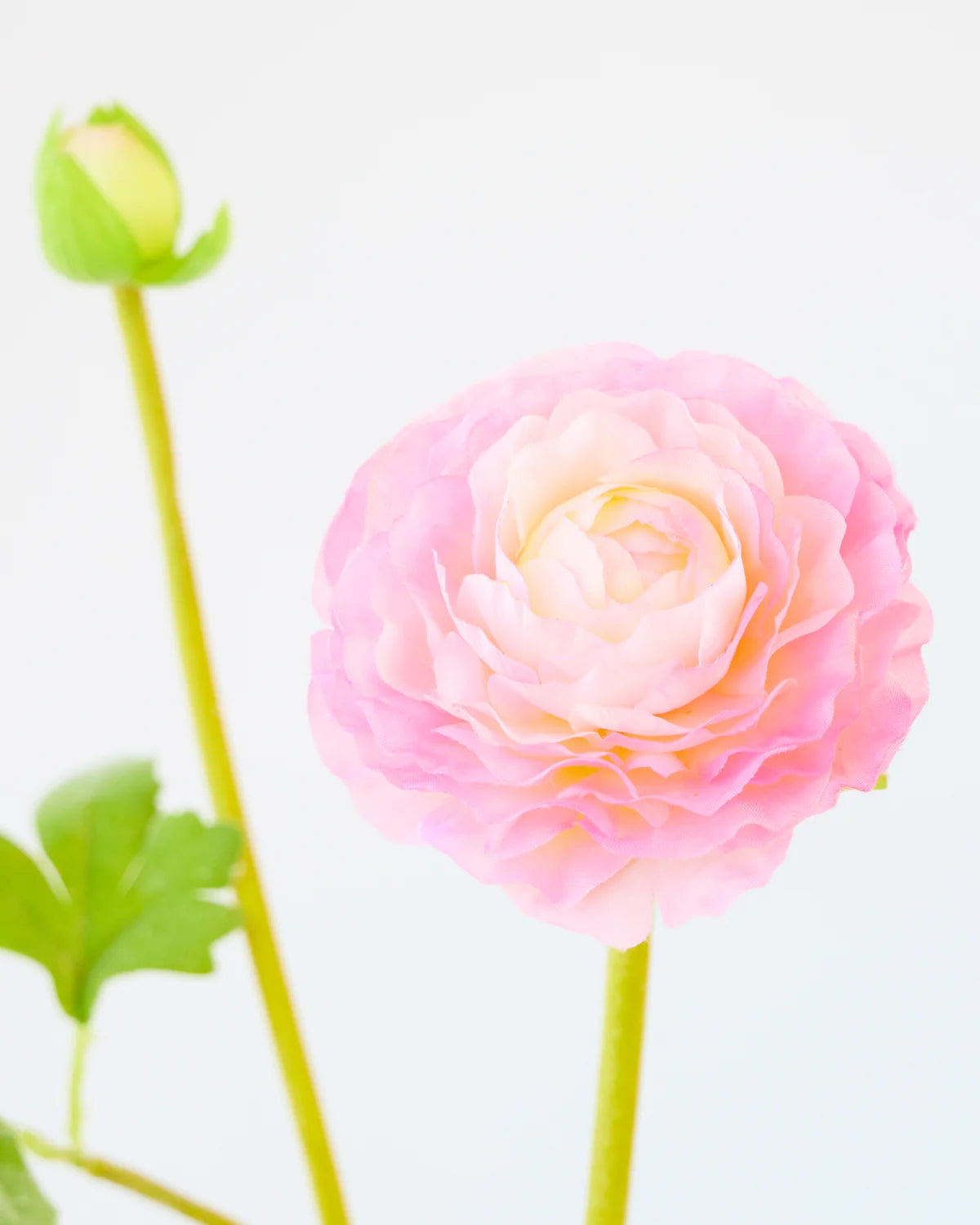 RANUNCULUS SPRAY 56cm ( 4 assorted colours)