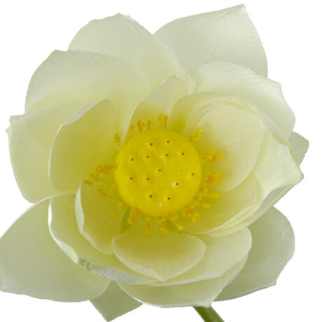 LOTUS SPRAY 140CM white