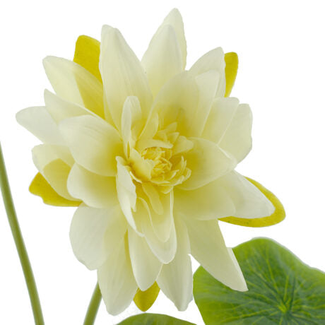 FLOWERING LOTUS SPRAY 140CM White