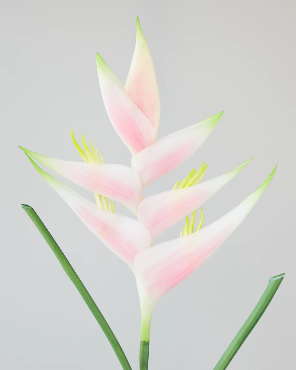 HELICONIA STEM ORANGE/ LIGHT PINK 87CM nó