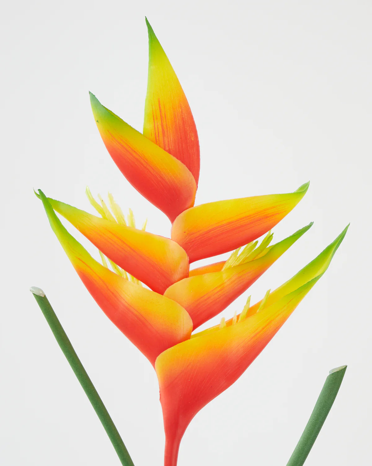 HELICONIA STEM ORANGE/ LIGHT PINK 87CM nó