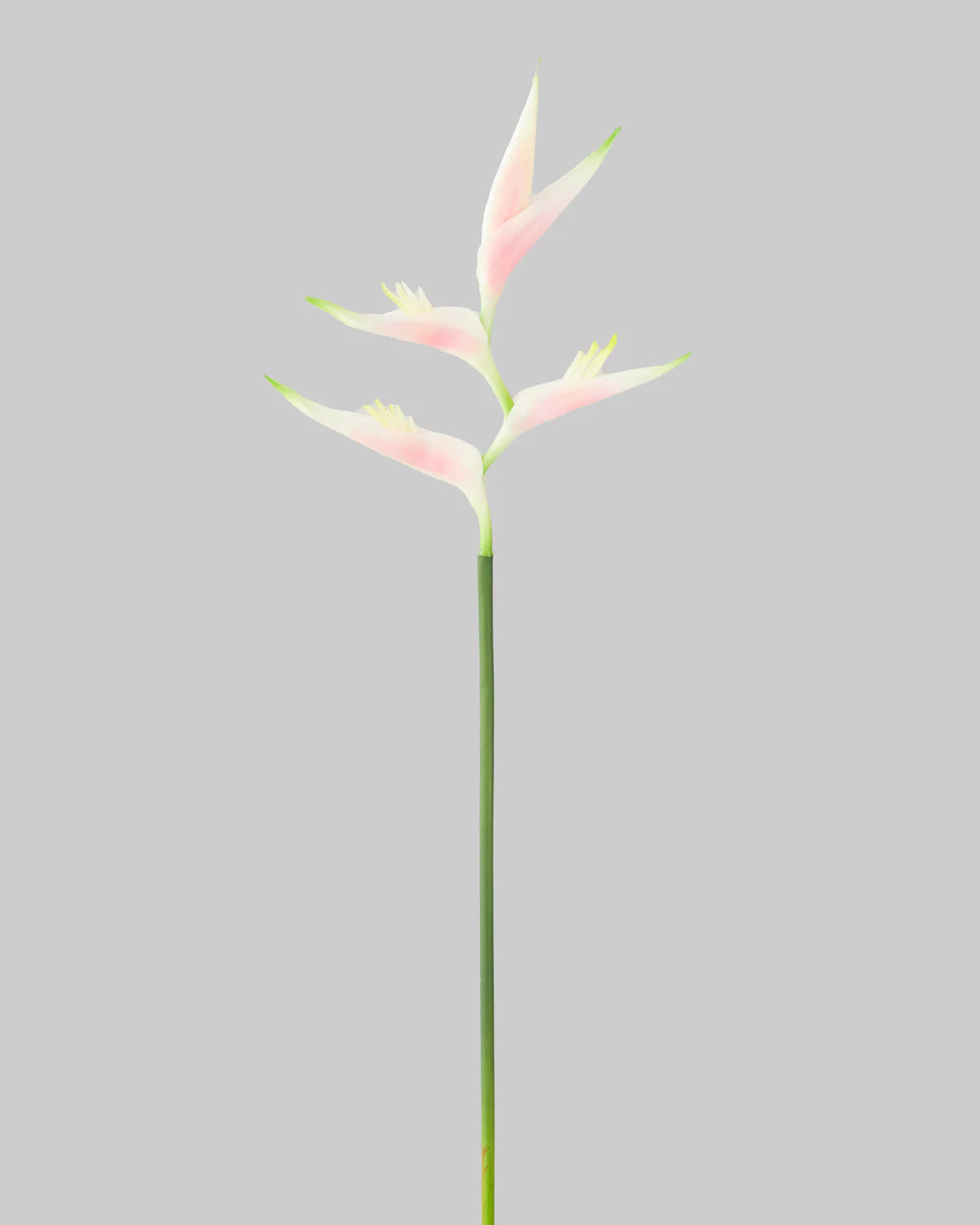 HELICONIA STEM LIGHT PINK/ ORANGE 74CM