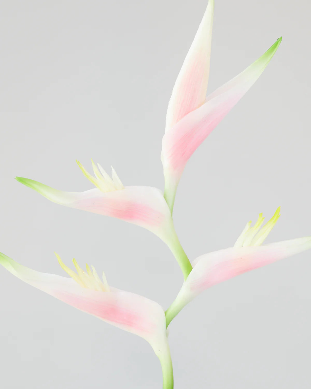 HELICONIA STEM LIGHT PINK/ ORANGE 74CM