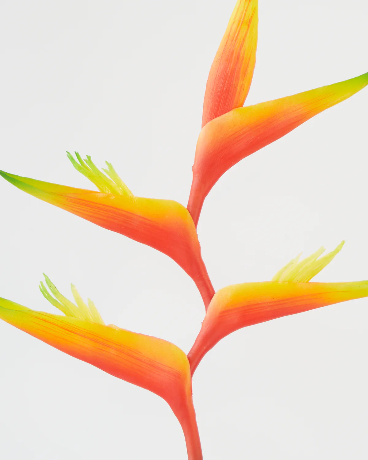 HELICONIA STEM LIGHT PINK/ ORANGE 74CM