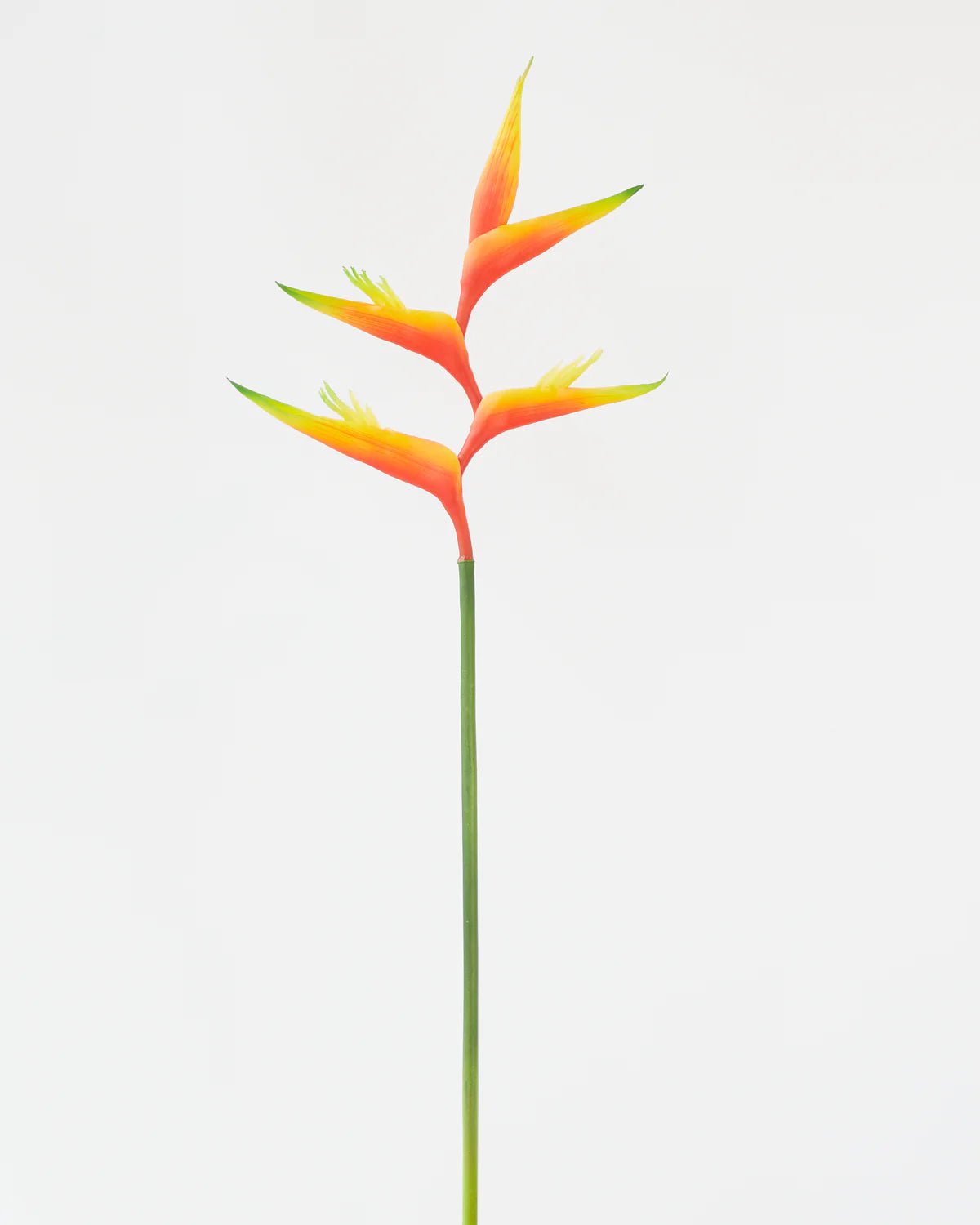 HELICONIA STEM LIGHT PINK/ ORANGE 74CM