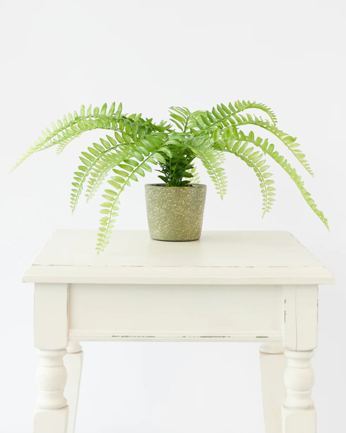 FERN BUSH IN CEMENT POT 37CM