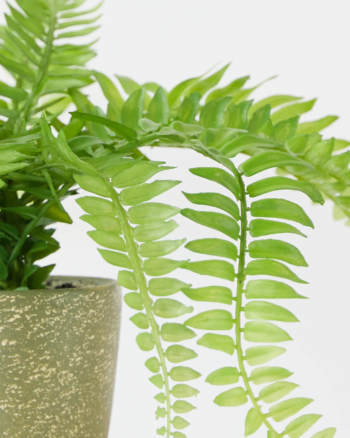 FERN BUSH IN CEMENT POT 37CM