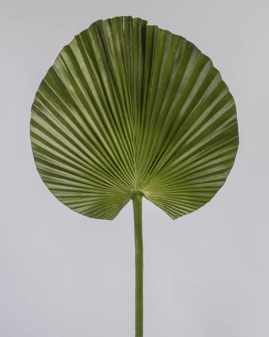 PALM LEAF 85CM