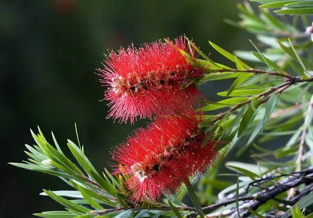 Bottle Brush branch 47cm