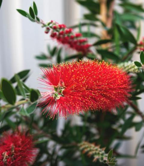 Bottle Brush branch 47cm