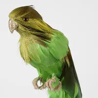 BERNIE THE GREEN BUDGIE