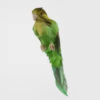 BERNIE THE GREEN BUDGIE