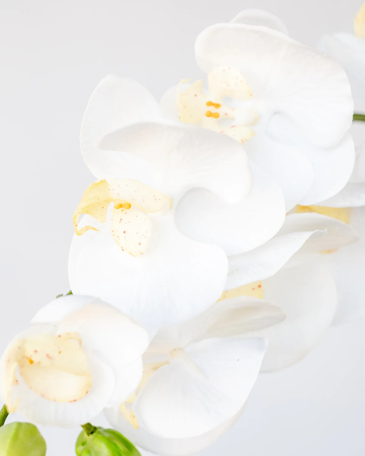 PHALAENOPSIS ORCHID WHITE 69CM