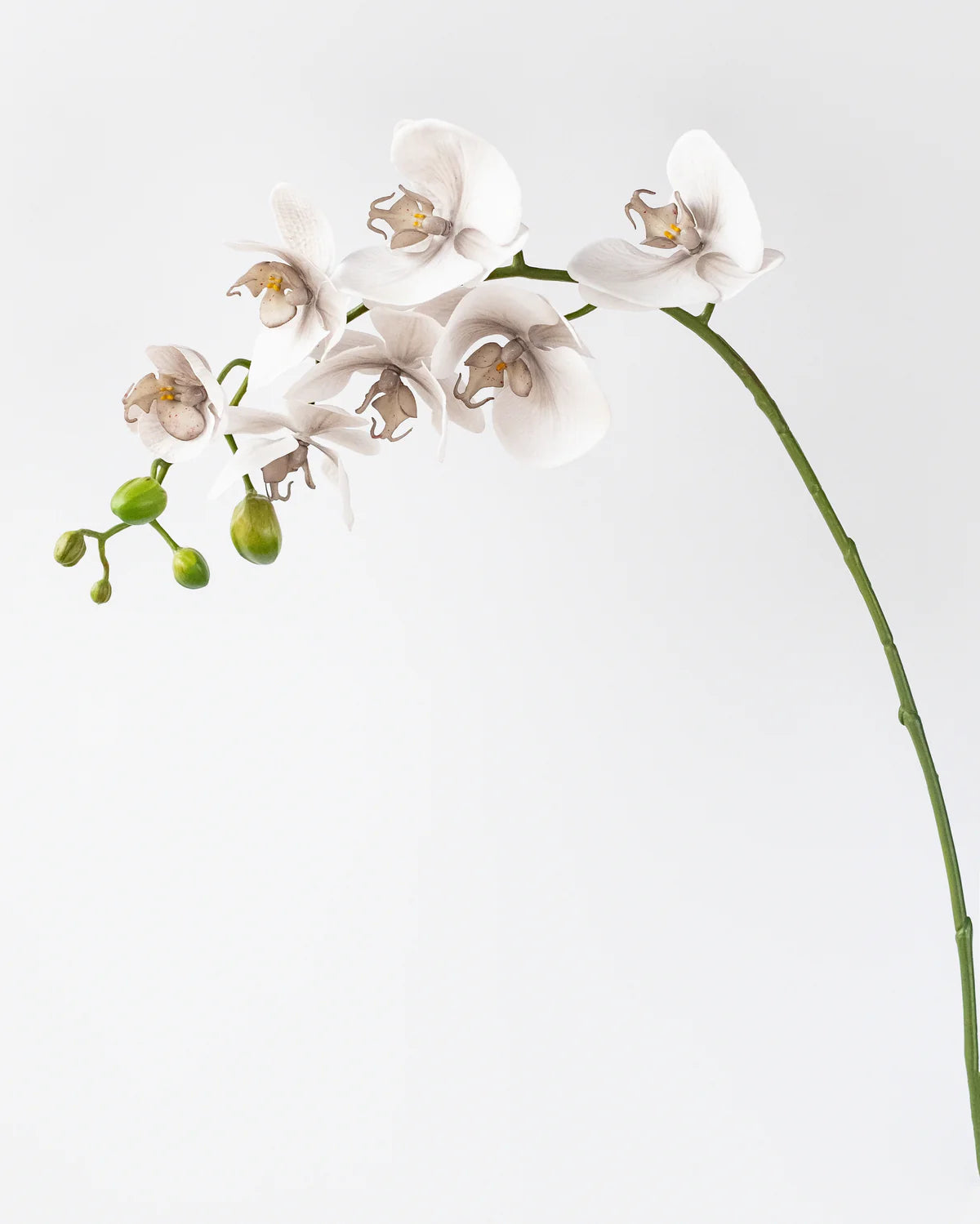 PHALAENOPSIS ORCHID GREY 69CM