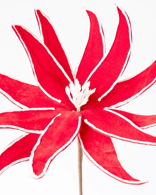 PINWHEEL POINSETTIA SPRAY RED/WHITE 63CM