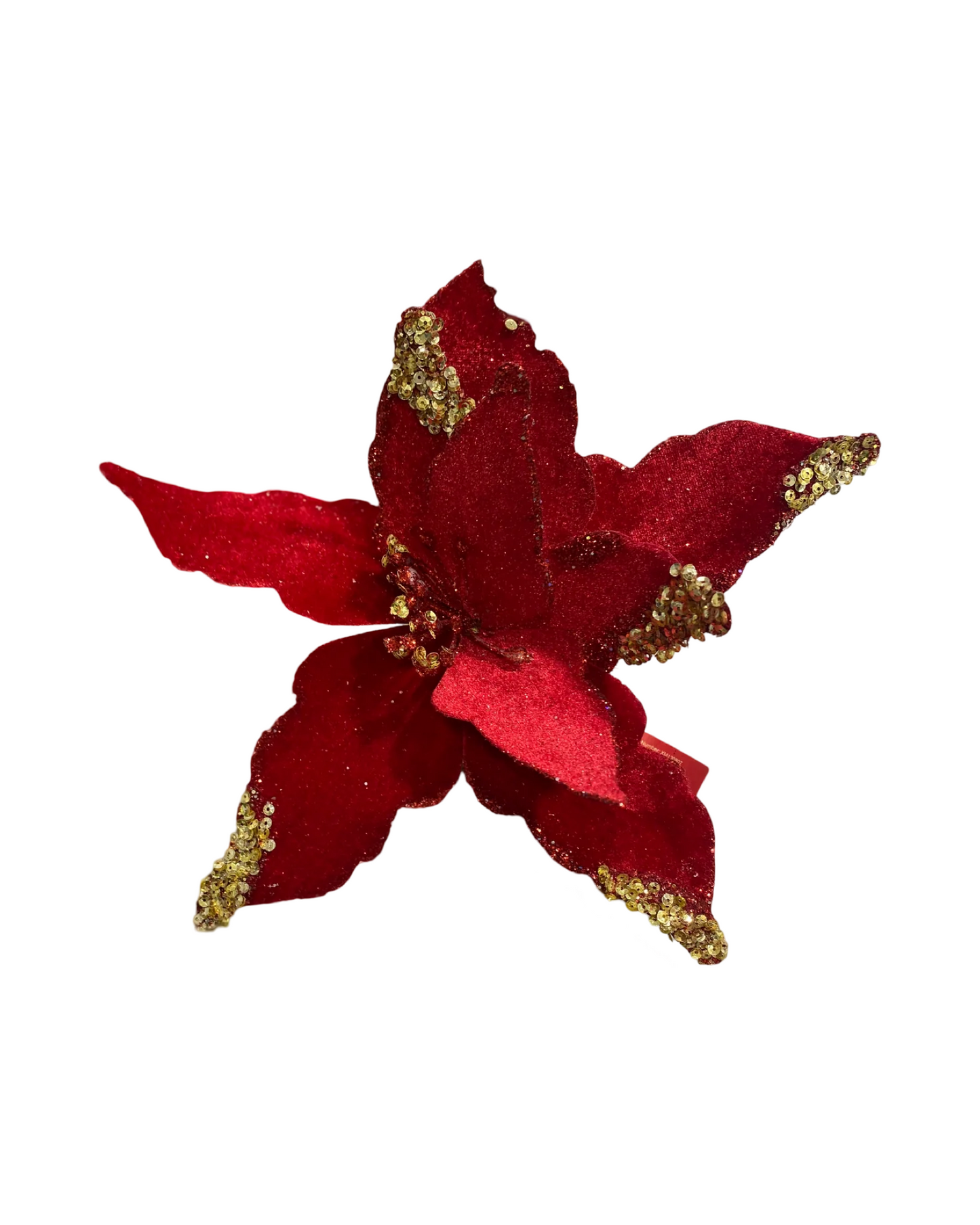 Red velvet poinsettia 30cmD 55cmL